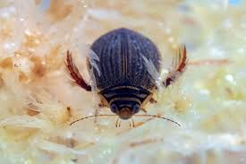 Attēlu rezultāti vaicājumam “Dytiscus dimidiatus”