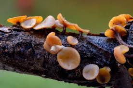 Attēlu rezultāti vaicājumam “Rutstroemia firma”