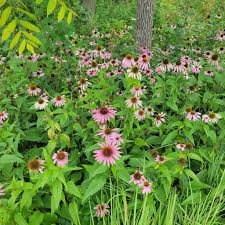 Image result for Echinacea purpurea