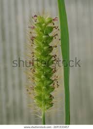Attēlu rezultāti vaicājumam “Setaria glauca”