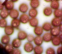 Attēlu rezultāti vaicājumam “Stemonitopsis hyperopta var. landewaldii”