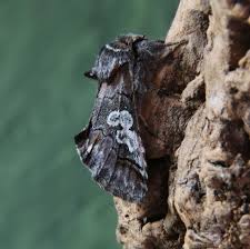 Attēlu rezultāti vaicājumam “Diloba caeruleocephala”