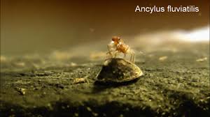 Attēlu rezultāti vaicājumam “Ancylus fluviatilis”