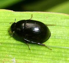 Attēlu rezultāti vaicājumam “Hydrophilidae”