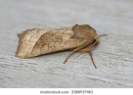 Attēlu rezultāti vaicājumam “Hydraecia micacea”