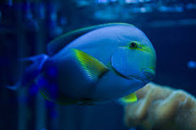 Image result for Acanthurus blochii