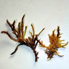 Attēlu rezultāti vaicājumam “Palustriella falcata”