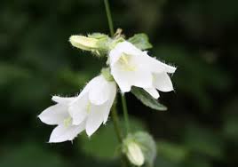 Attēlu rezultāti vaicājumam “Campanula trachelium flower”