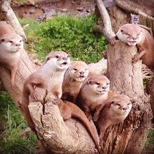Image result for Eltham Otters