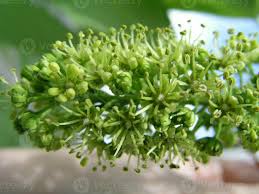 Attēlu rezultāti vaicājumam “Acer pseudoplatanus flower”