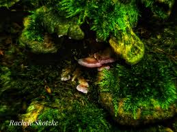 Attēlu rezultāti vaicājumam “Dichodontium pellucidum sporophyte”