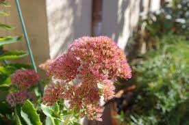 Attēlu rezultāti vaicājumam “Sedum pallidum flower”