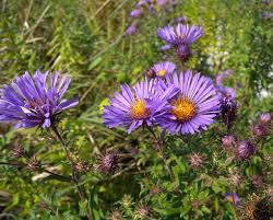 Image result for Aster novae-angliae