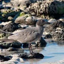 Attēlu rezultāti vaicājumam “Fuligo laevis”