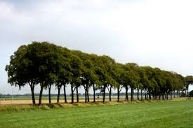 Attēlu rezultāti vaicājumam “Ulmus x hollandica”