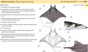 Image result for Mobula munkiana