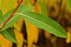 Attēlu rezultāti vaicājumam “Salix fragilis”