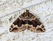 Attēlu rezultāti vaicājumam “Lampropteryx suffumata”