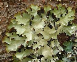 Attēlu rezultāti vaicājumam “Cetrelia sp.”