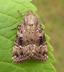 Attēlu rezultāti vaicājumam “Amphipyra”