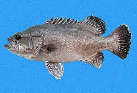 Image result for Polyprion americanus