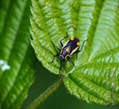 Attēlu rezultāti vaicājumam “Capsodes gothicus”