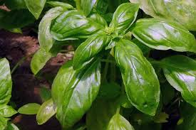 Image result for Basilikum
