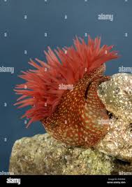 ผลการค้นหารูปภาพสำหรับ strawberry anemone