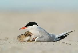 Attēlu rezultāti vaicājumam “Sterna hirundo”