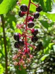 Attēlu rezultāti vaicājumam “Poa angustifolia fruit”