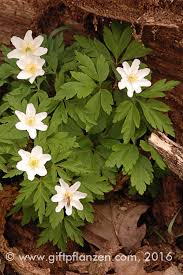 Image result for Buschwindröschen