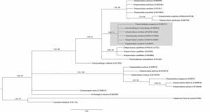 Attēlu rezultāti vaicājumam “Pseudocalliergon turgescens”
