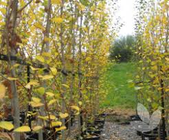 Attēlu rezultāti vaicājumam “Populus simonii leaf”