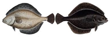 Image result for Platichthys flesus