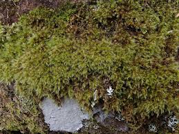 Attēlu rezultāti vaicājumam “Orthotrichum affine var. affine”