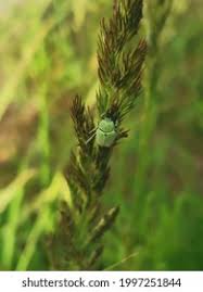 Attēlu rezultāti vaicājumam “Hoplia parvula”