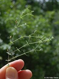 Attēlu rezultāti vaicājumam “Arenaria serpyllifolia flower”