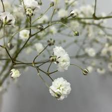 Attēlu rezultāti vaicājumam “Gypsophila paniculata bud”