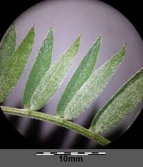 Attēlu rezultāti vaicājumam “Vicia tenuifolia”