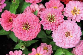 Image result for Zinnia elegans