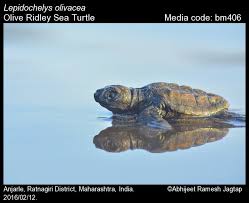 Image result for Lepidochelys olivacea