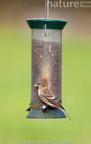Attēlu rezultāti vaicājumam “Carduelis flammea female”