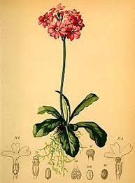 Attēlu rezultāti vaicājumam “Primula farinosa leaf”