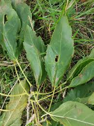 Attēlu rezultāti vaicājumam “Fraxinus excelsior leaf”