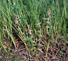 Attēlu rezultāti vaicājumam “Glaux maritima”