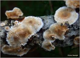 Attēlu rezultāti vaicājumam “Basidioradulum radula”