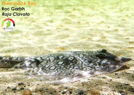 Image result for Raja clavata