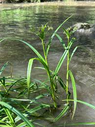 Attēlu rezultāti vaicājumam “Scirpus sylvaticus”