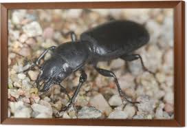 Attēlu rezultāti vaicājumam “Broscus cephalotes”