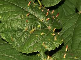 Attēlu rezultāti vaicājumam “Eriophyes tiliae”